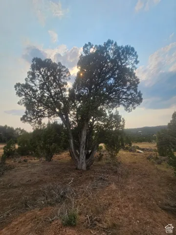 Beautiful Property Views - Nice Large Trees!