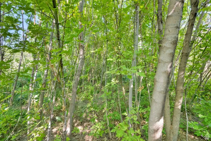 View of local wilderness