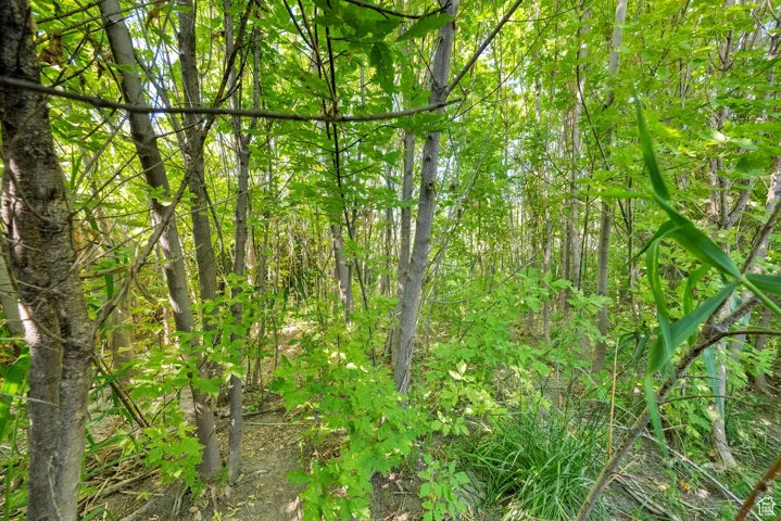 View of undeveloped land