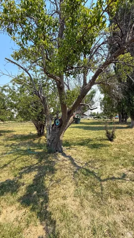View of grassy yard