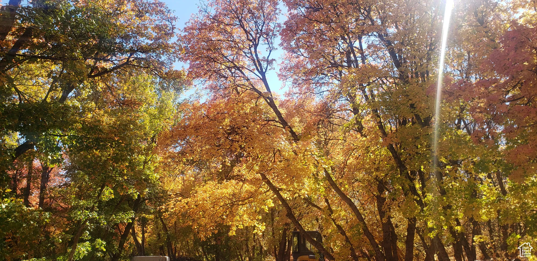 View of woods
