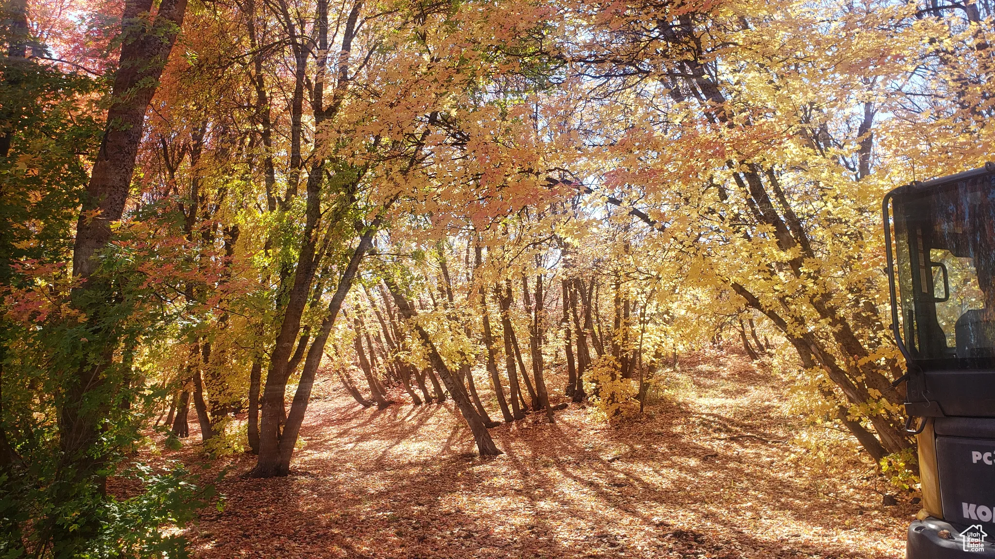 View of local wilderness