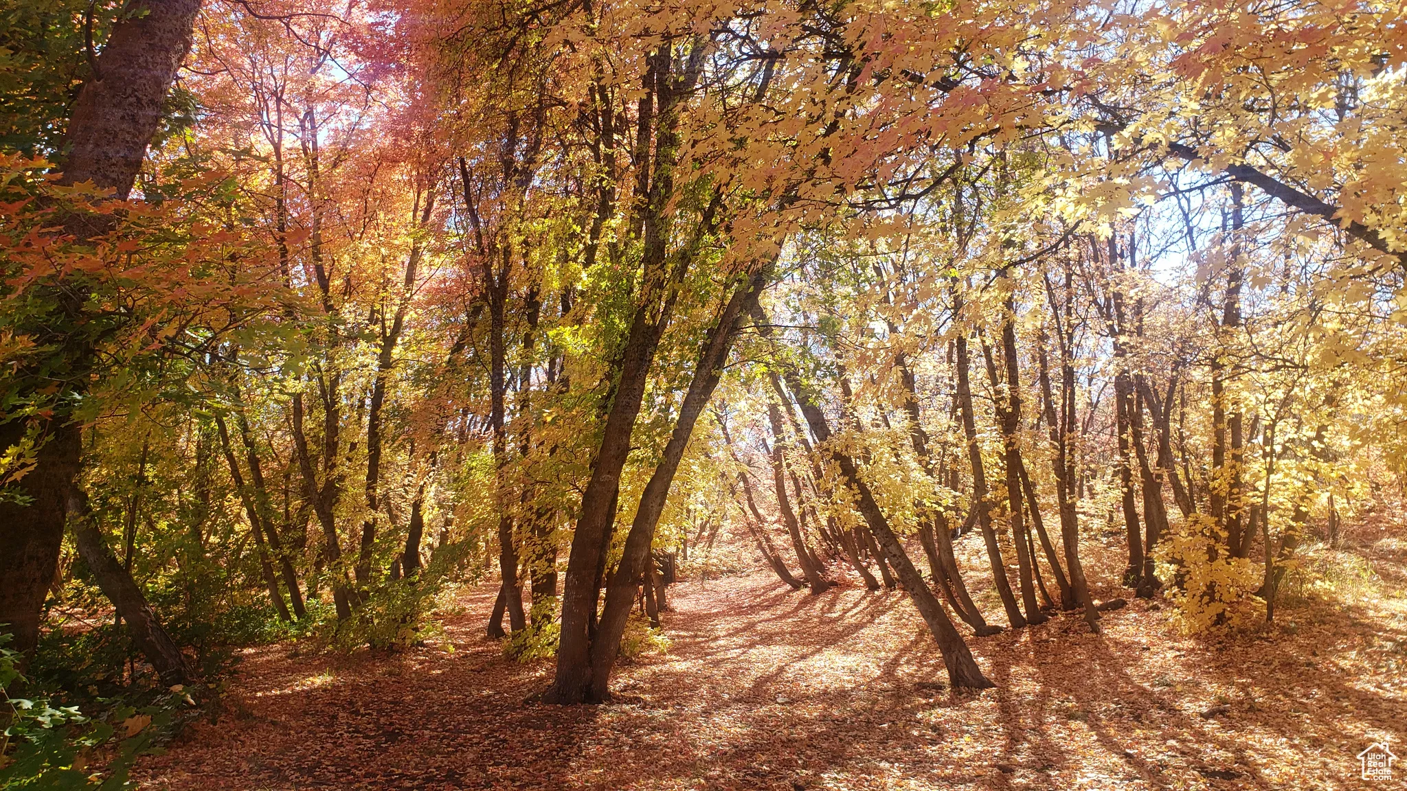 View of woods