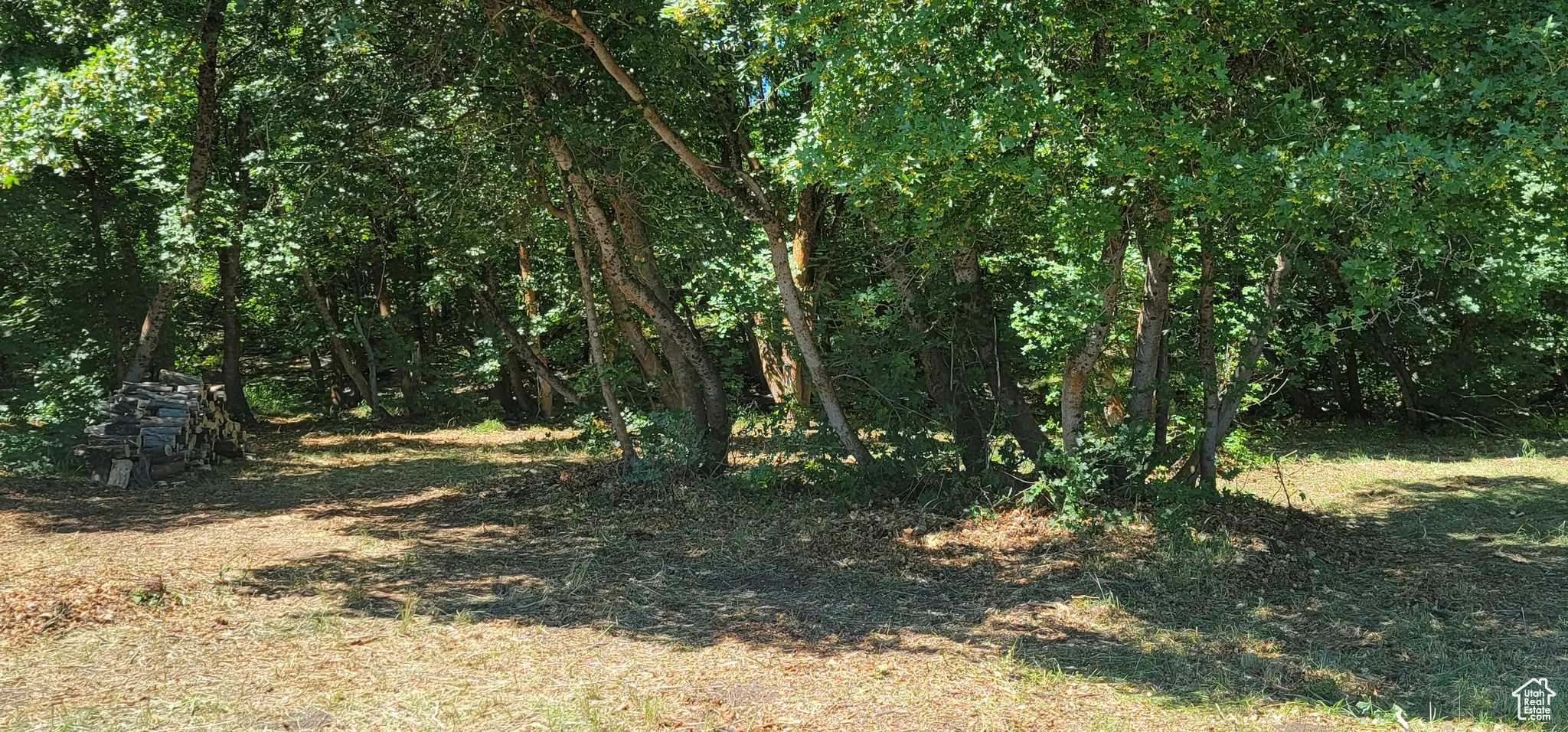View of local wilderness