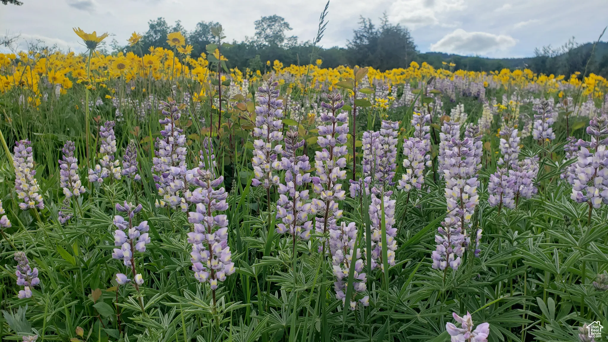 View of local wilderness