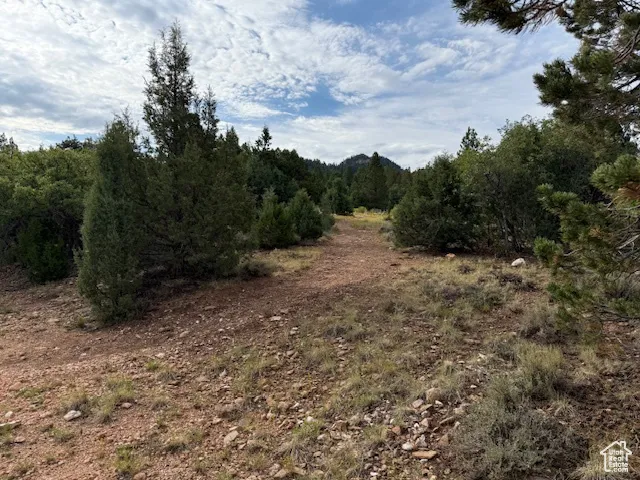 View of local wilderness