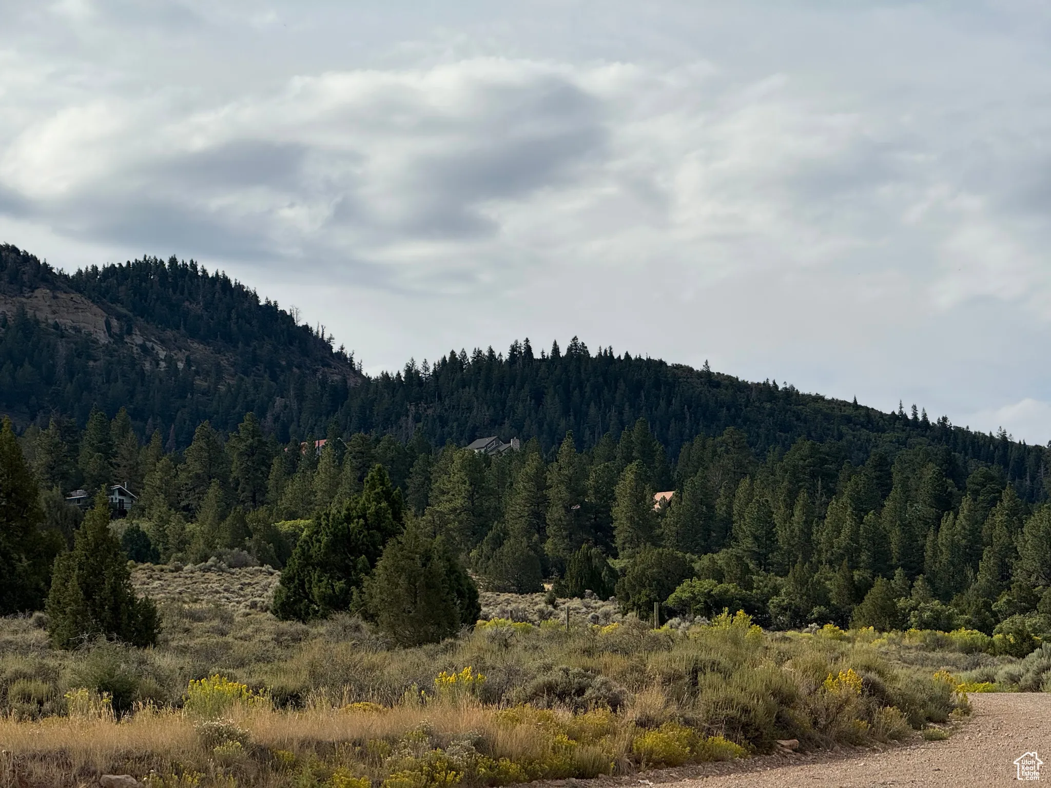 View of mountain background with a forest