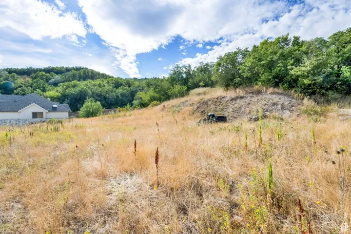 View of woods featuring a view of rural / pastoral area