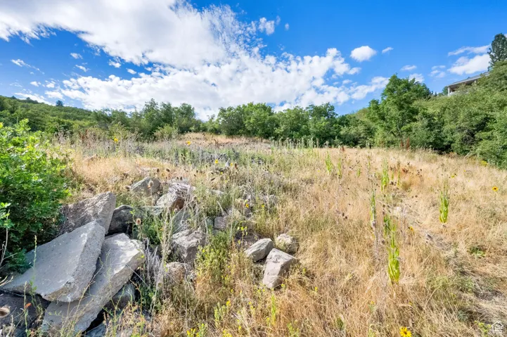 View of wooded area