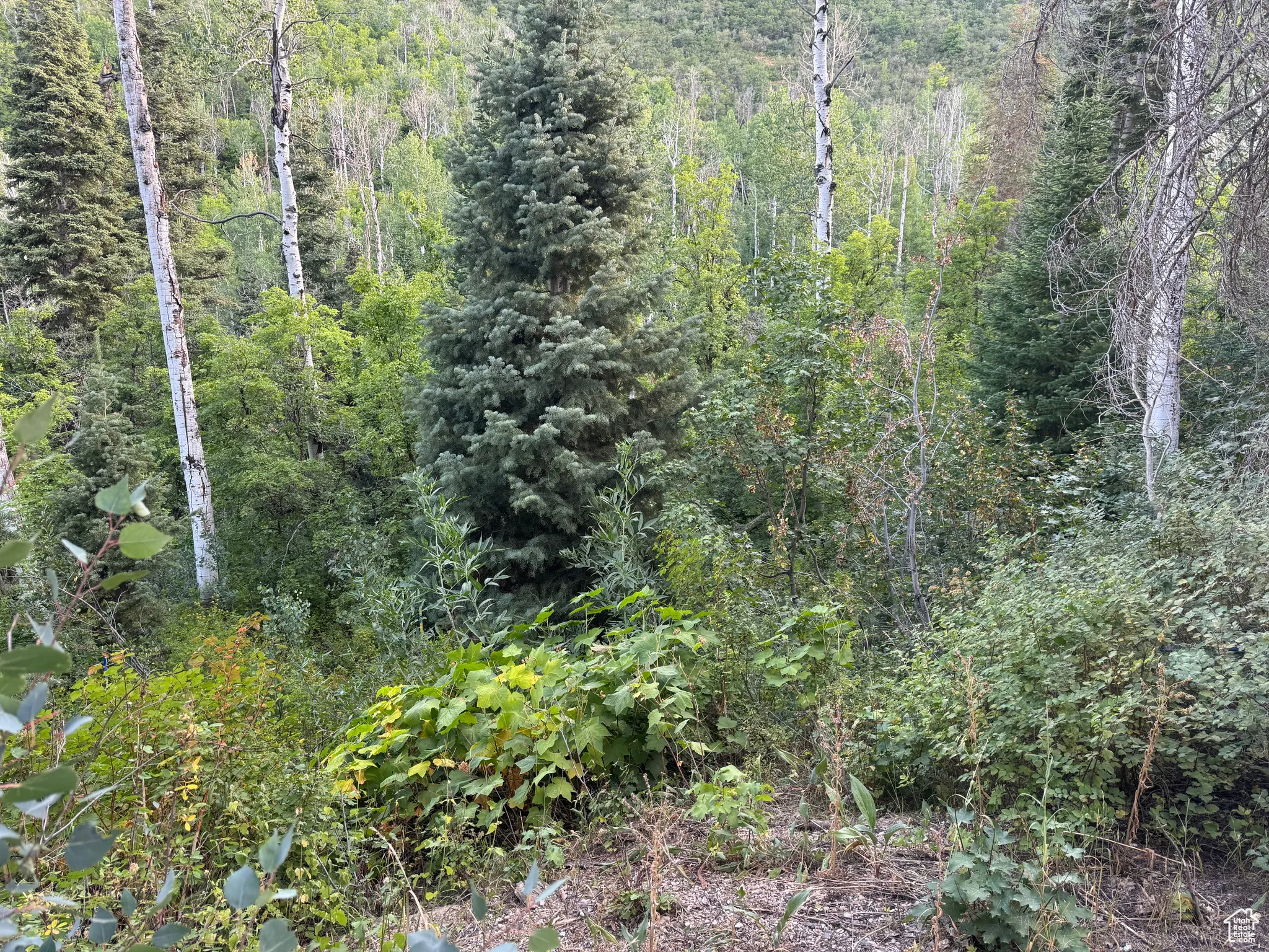View of woods