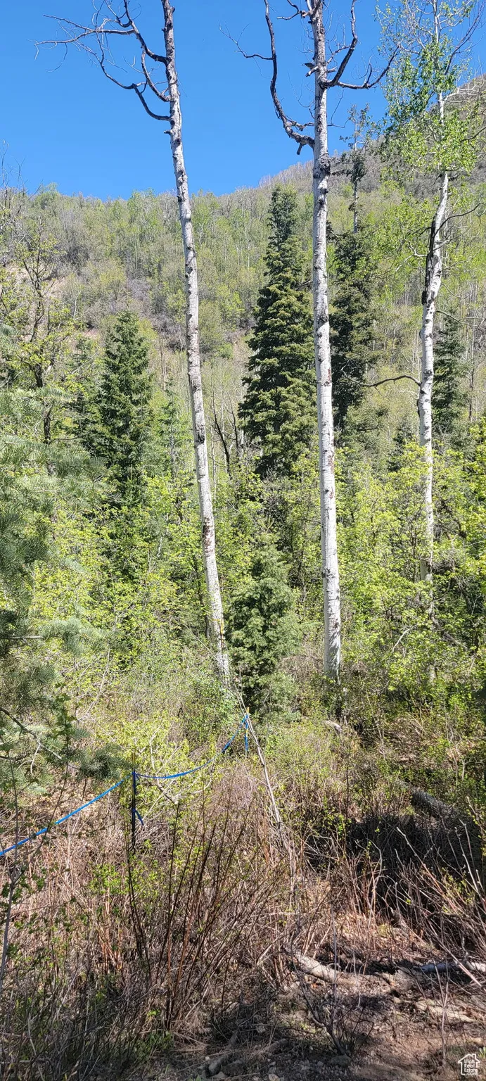 View of tree filled area
