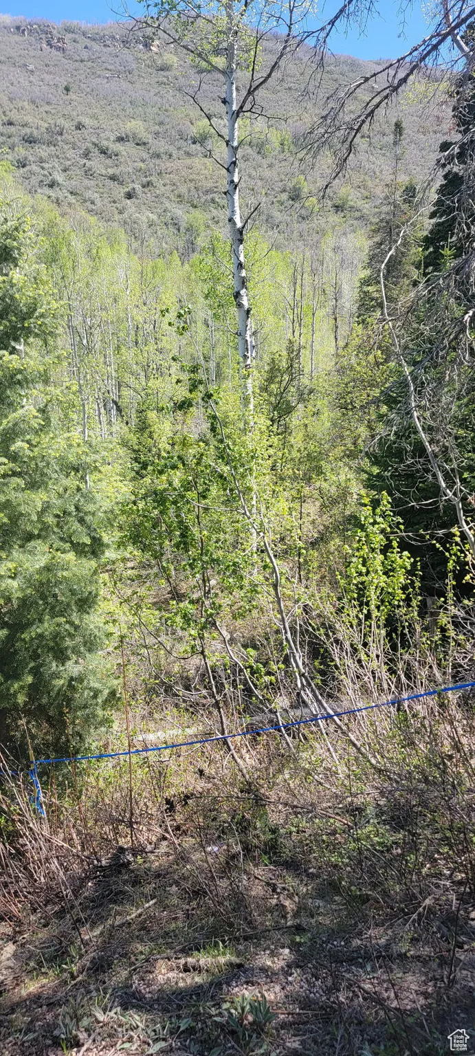 View of mountain backdrop with a heavily wooded area