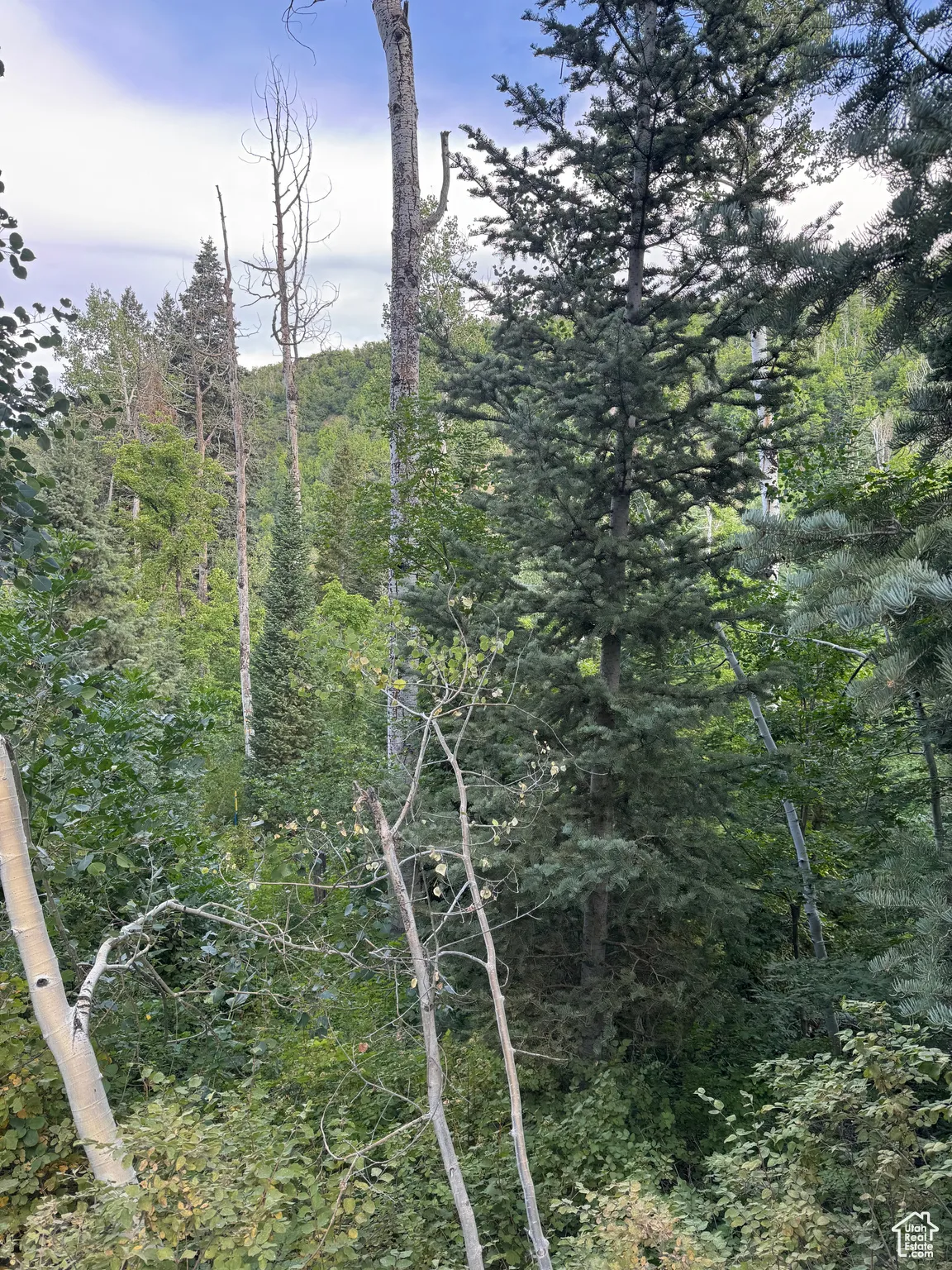 View of tree filled area