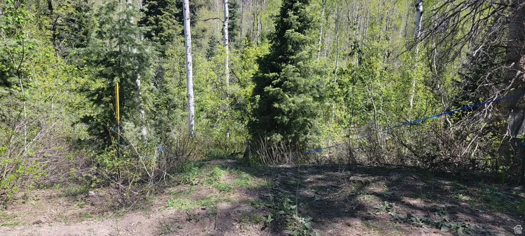 View of woods