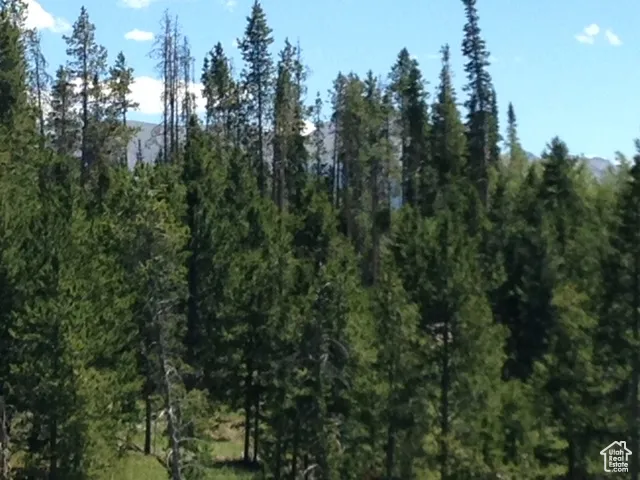 View of tree filled area