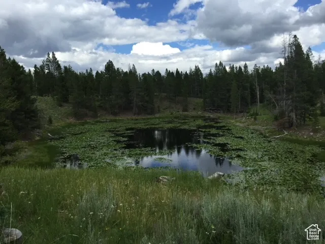 Water view featuring a forest