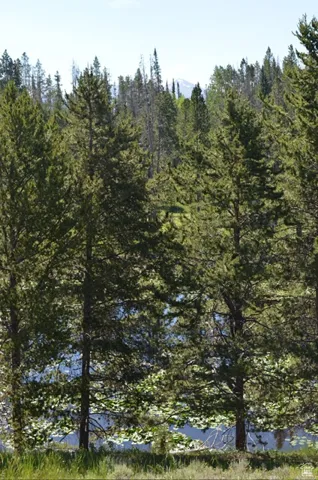 View of local wilderness