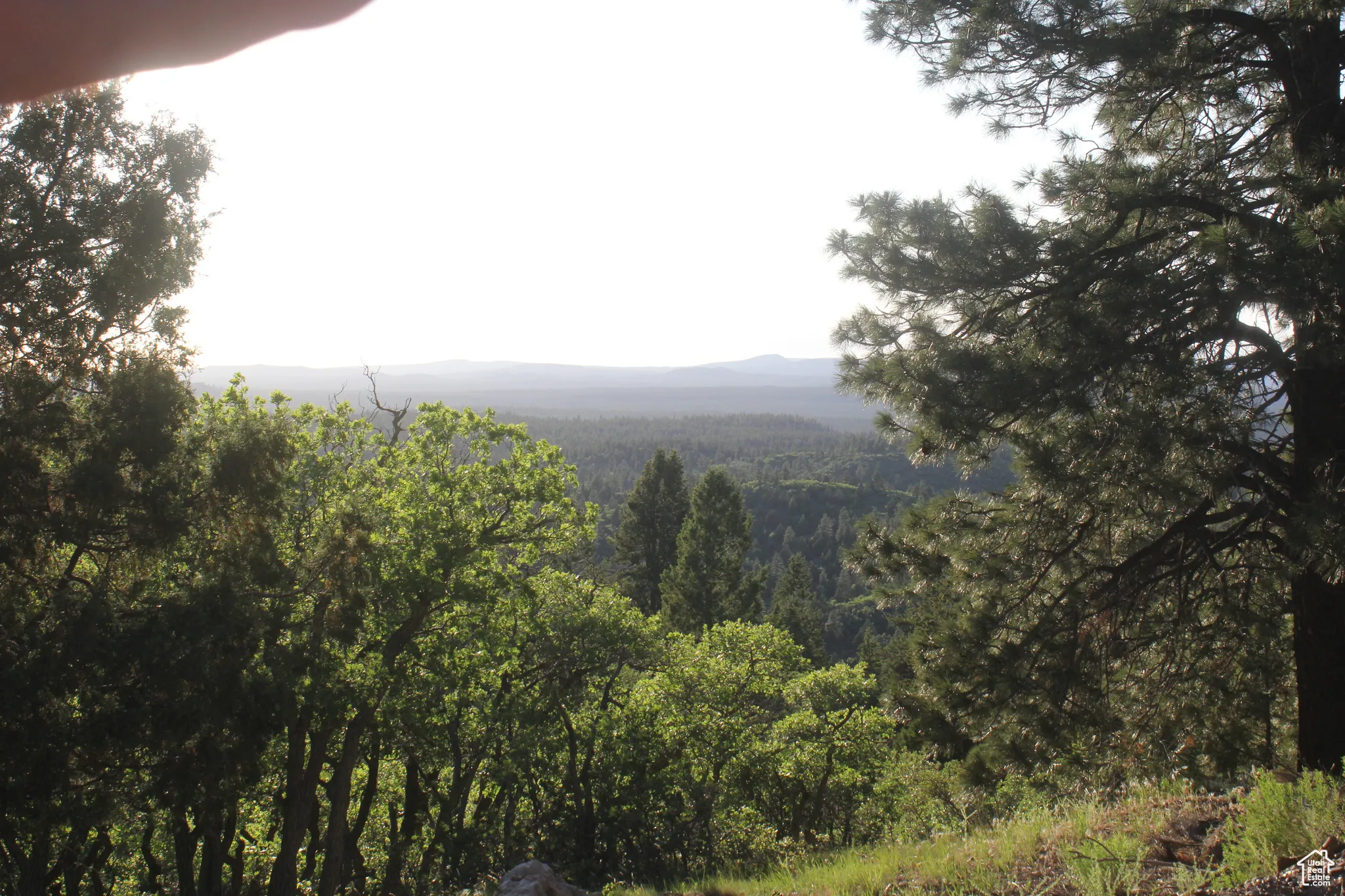 Mountain view featuring a forest