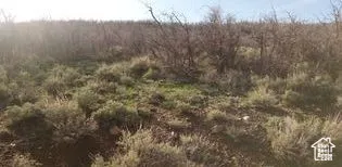 View of nature