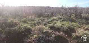 View of wooded area