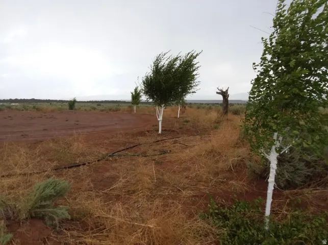 View of yard with a view of rural / pastoral area