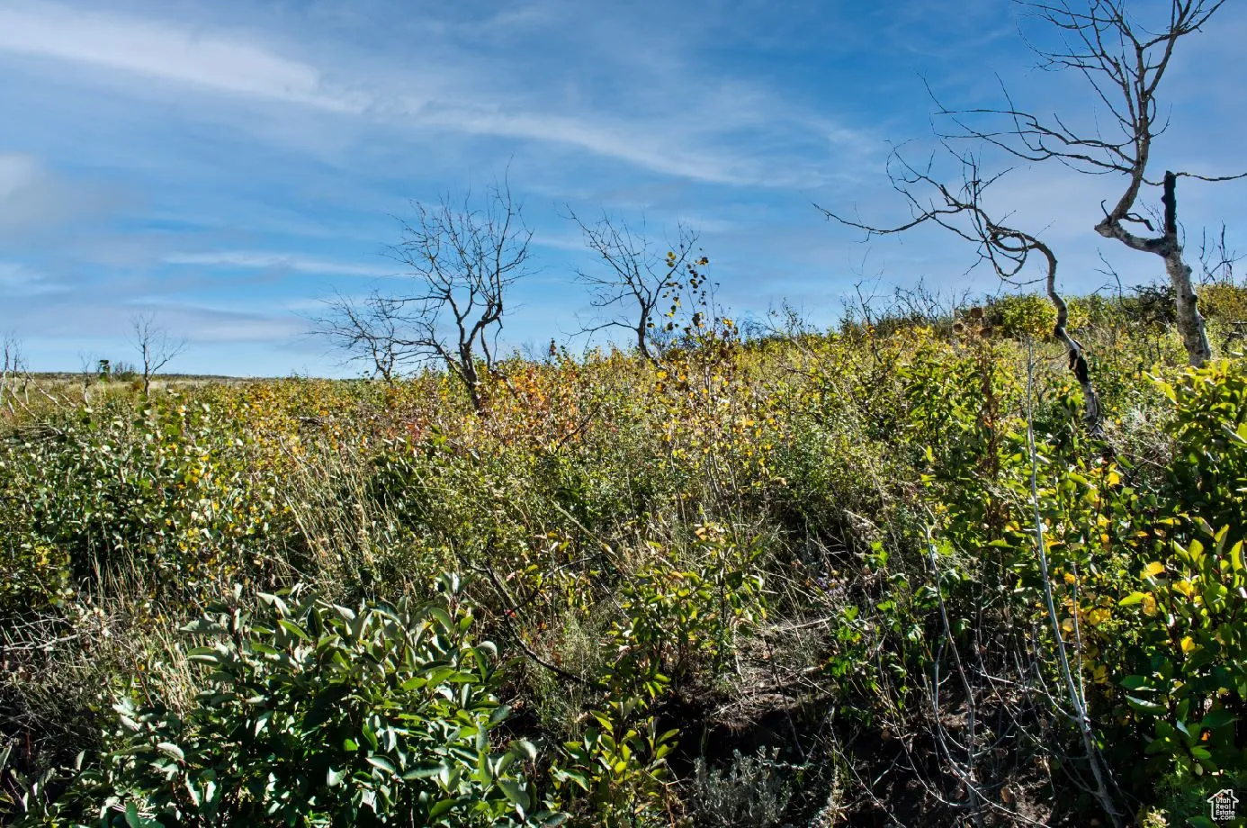 View of nature