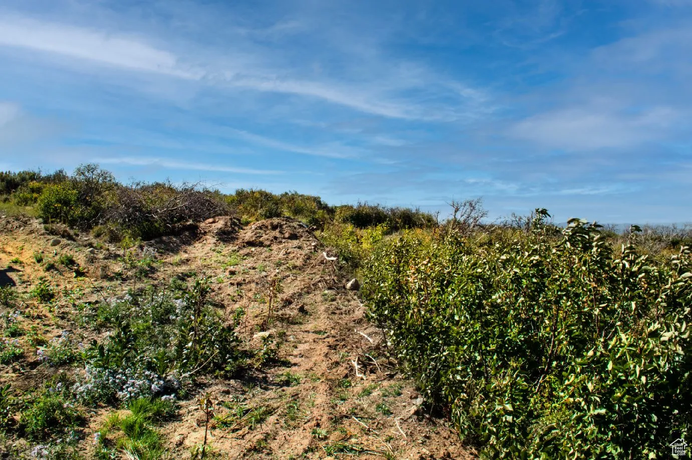 View of local wilderness