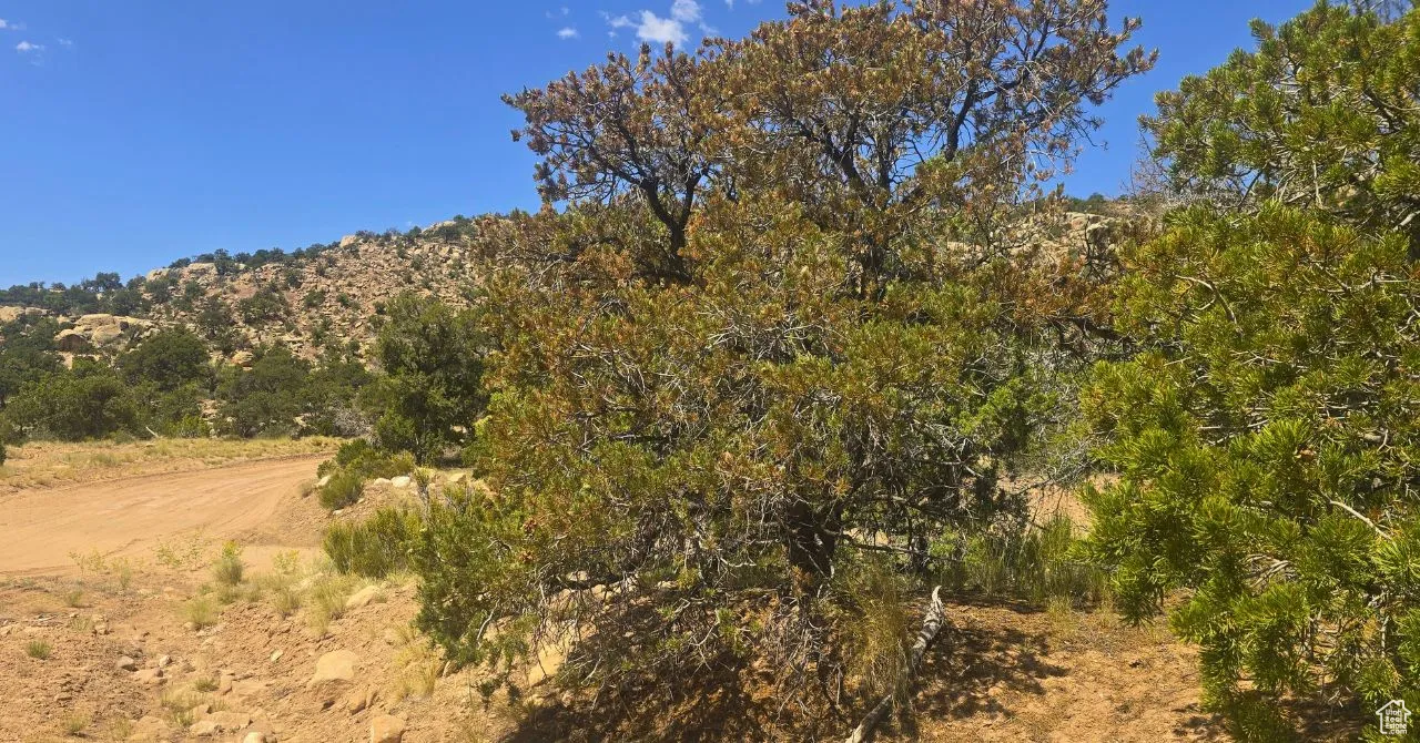 View of local wilderness