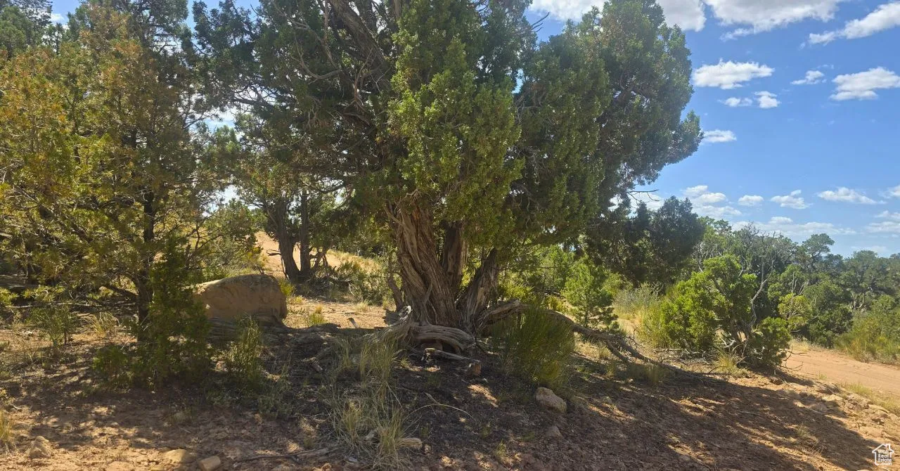 View of undeveloped land