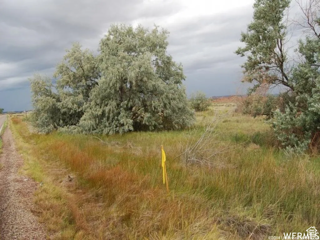View of local wilderness