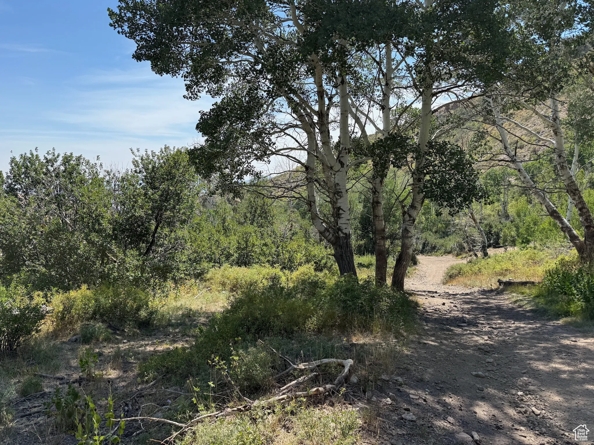 View of local wilderness