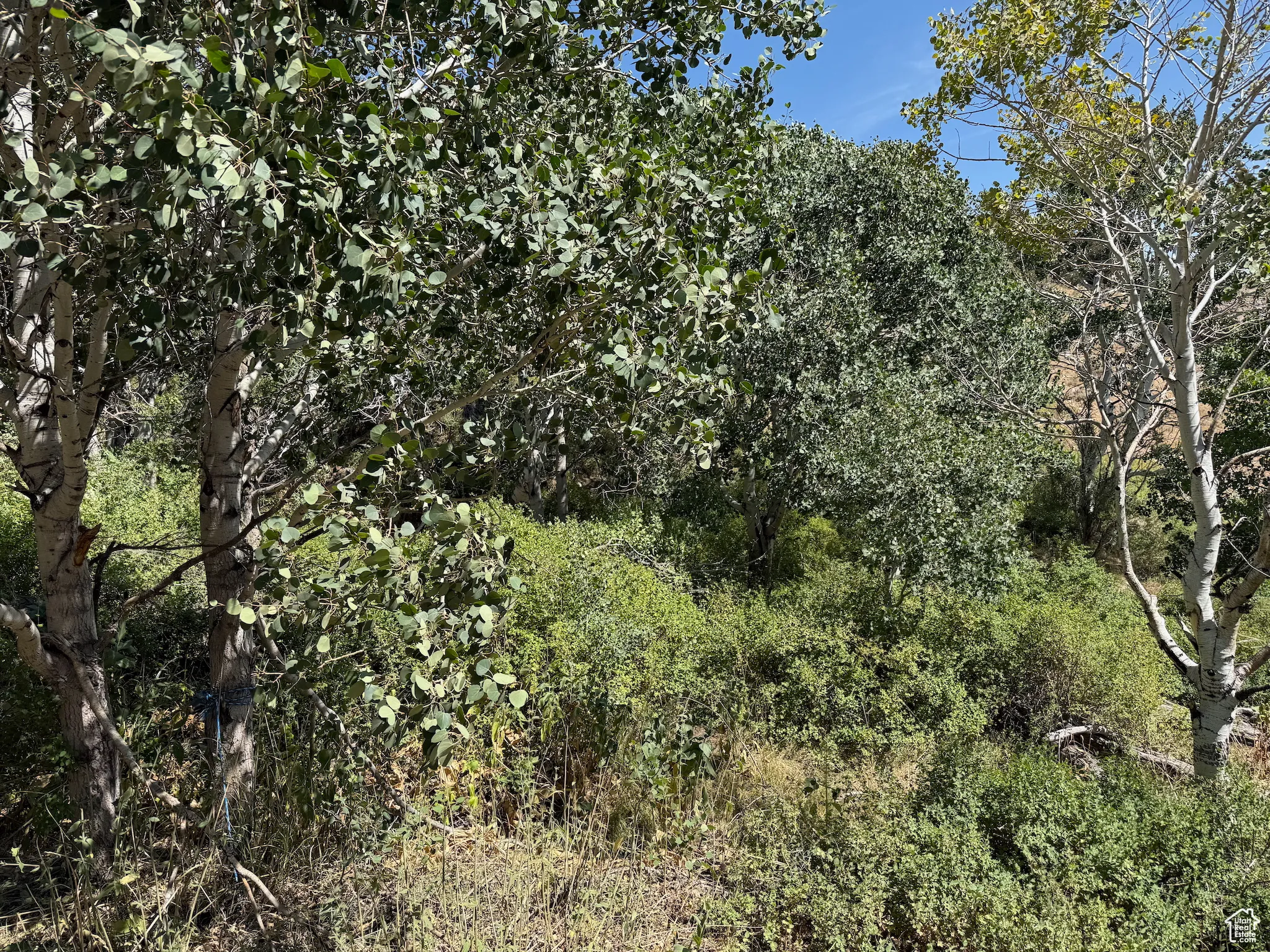 View of local wilderness