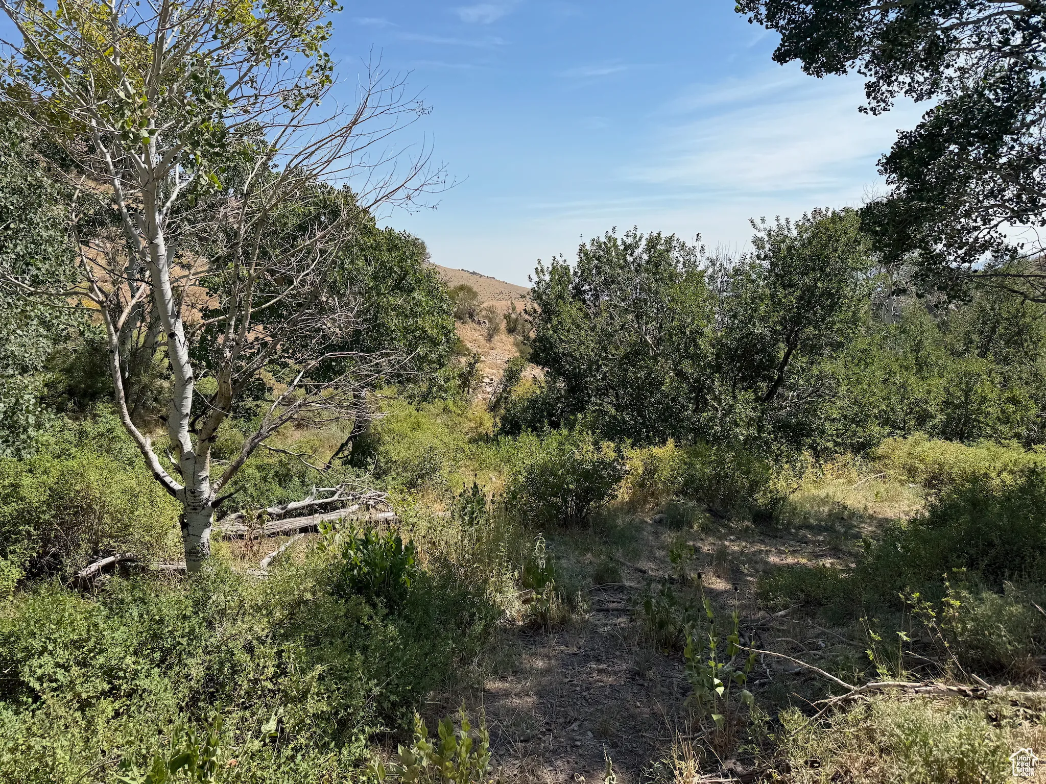 View of local wilderness
