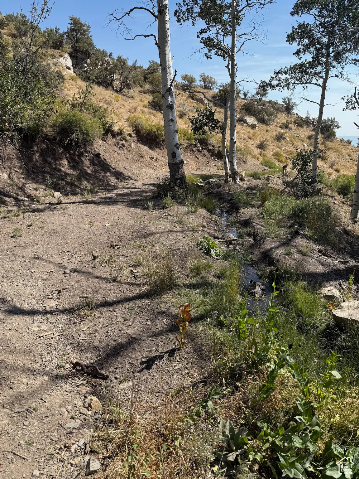 View of local wilderness
