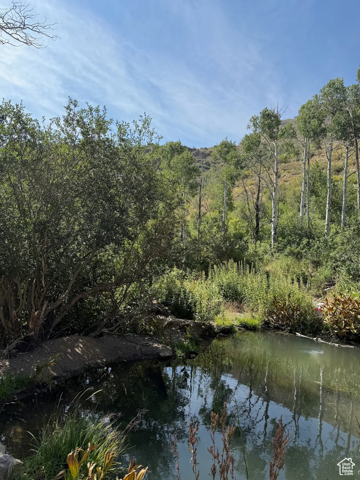 Water view with a forest