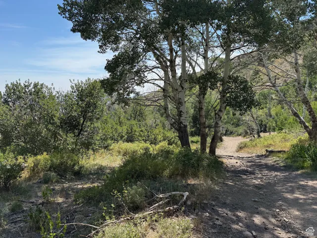 View of local wilderness