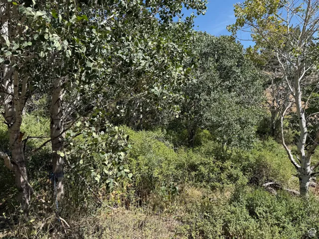 View of local wilderness
