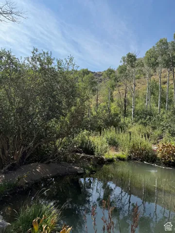 Water view with a forest