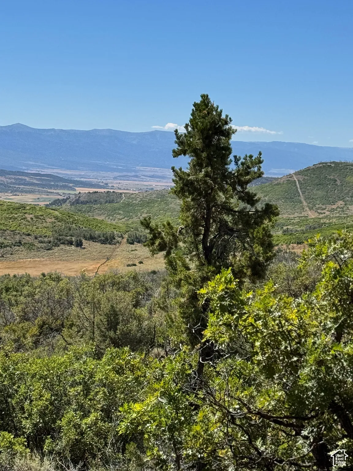 View of mountain backdrop with a heavily wooded area