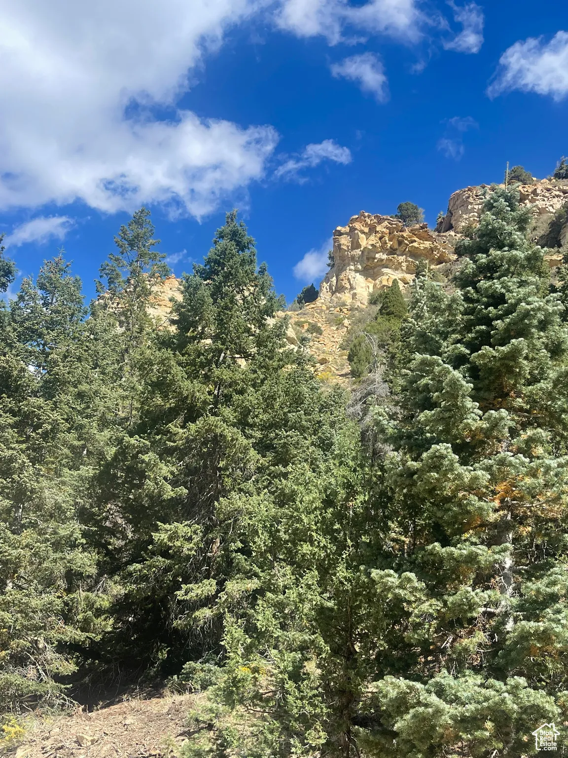 View of tree filled area