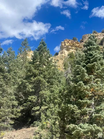 View of tree filled area