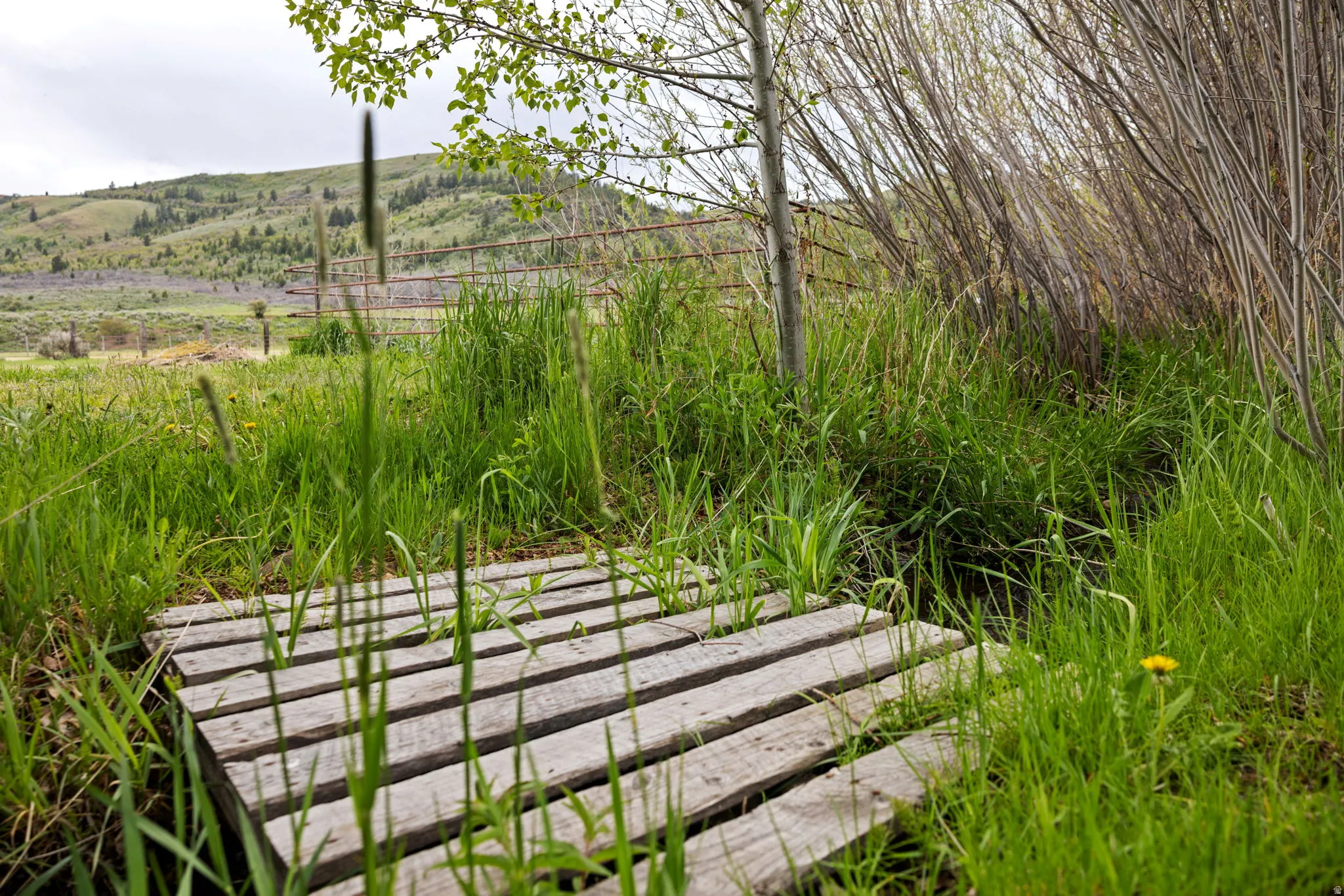 Wood-slat bridge over natural water feature, surrounded by tall grasses and mature trees