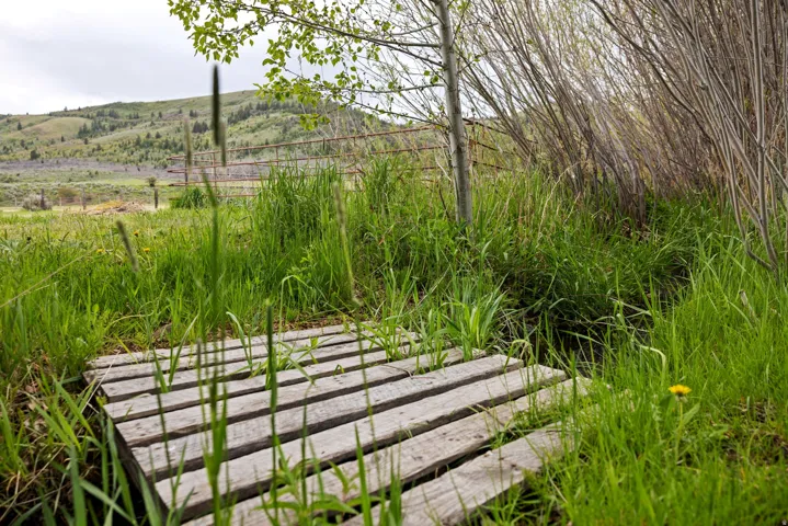 Wood-slat bridge over natural water feature, surrounded by tall grasses and mature trees