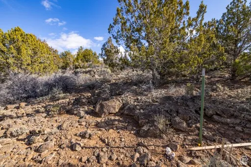 View of local wilderness