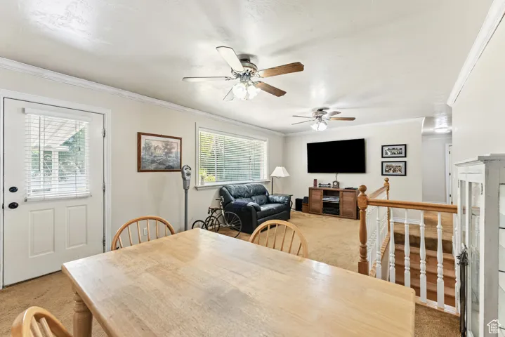 Dining space featuring light carpet, ornamental molding, and ceiling fan