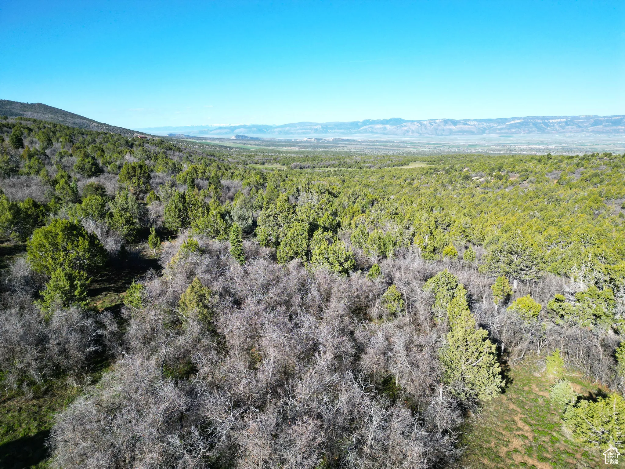 Bird's eye view of a forest and a mountainous background
