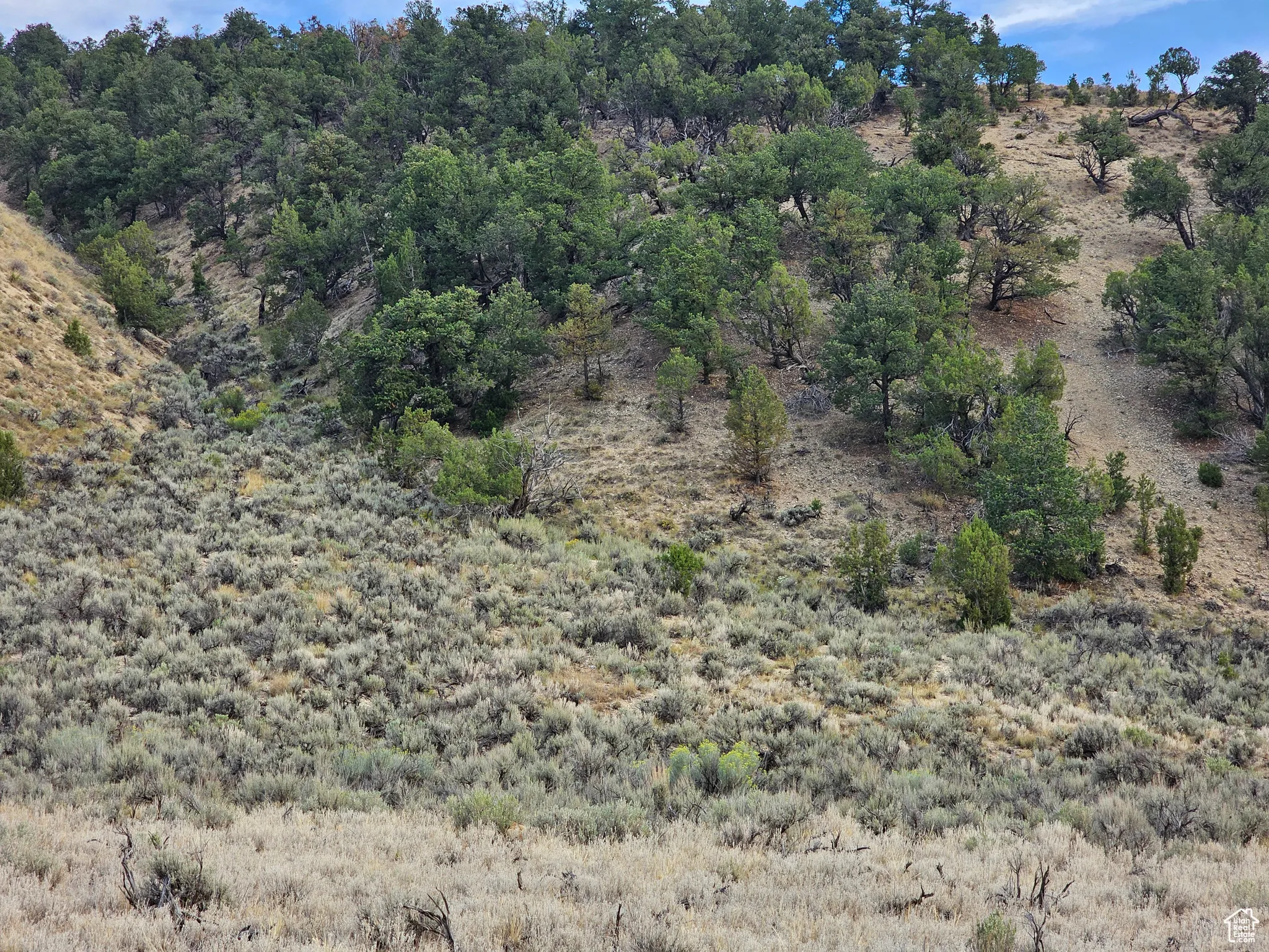 View of local wilderness