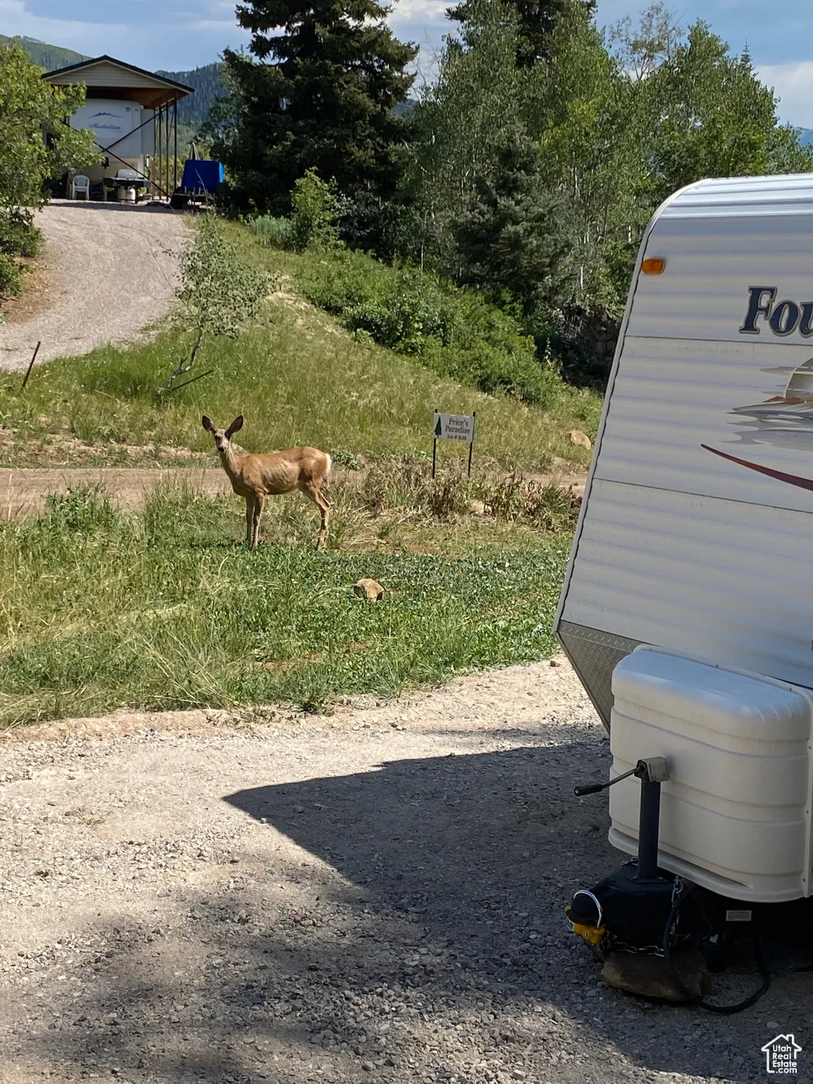 View of yard + wildlife