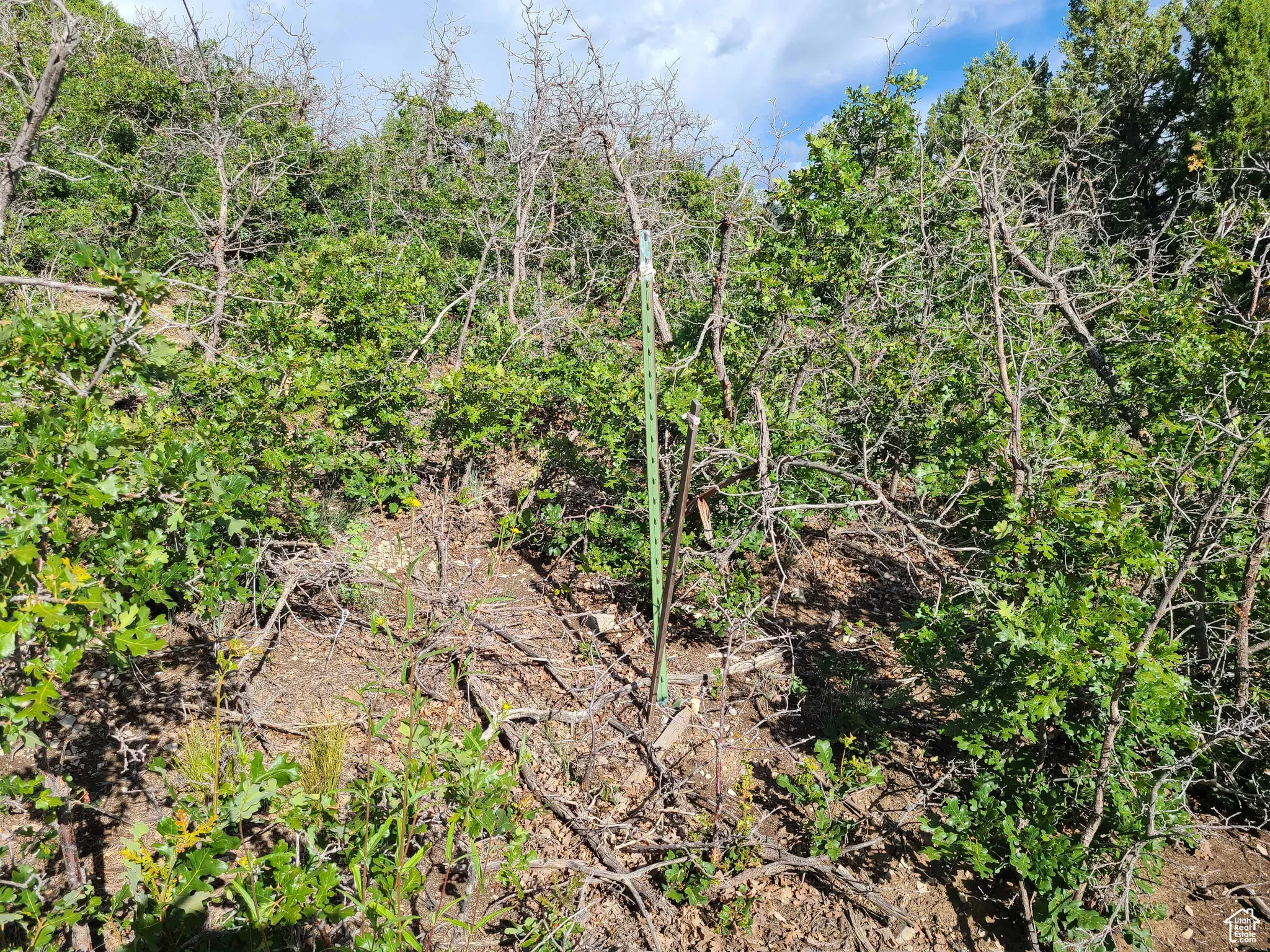 View of undeveloped land