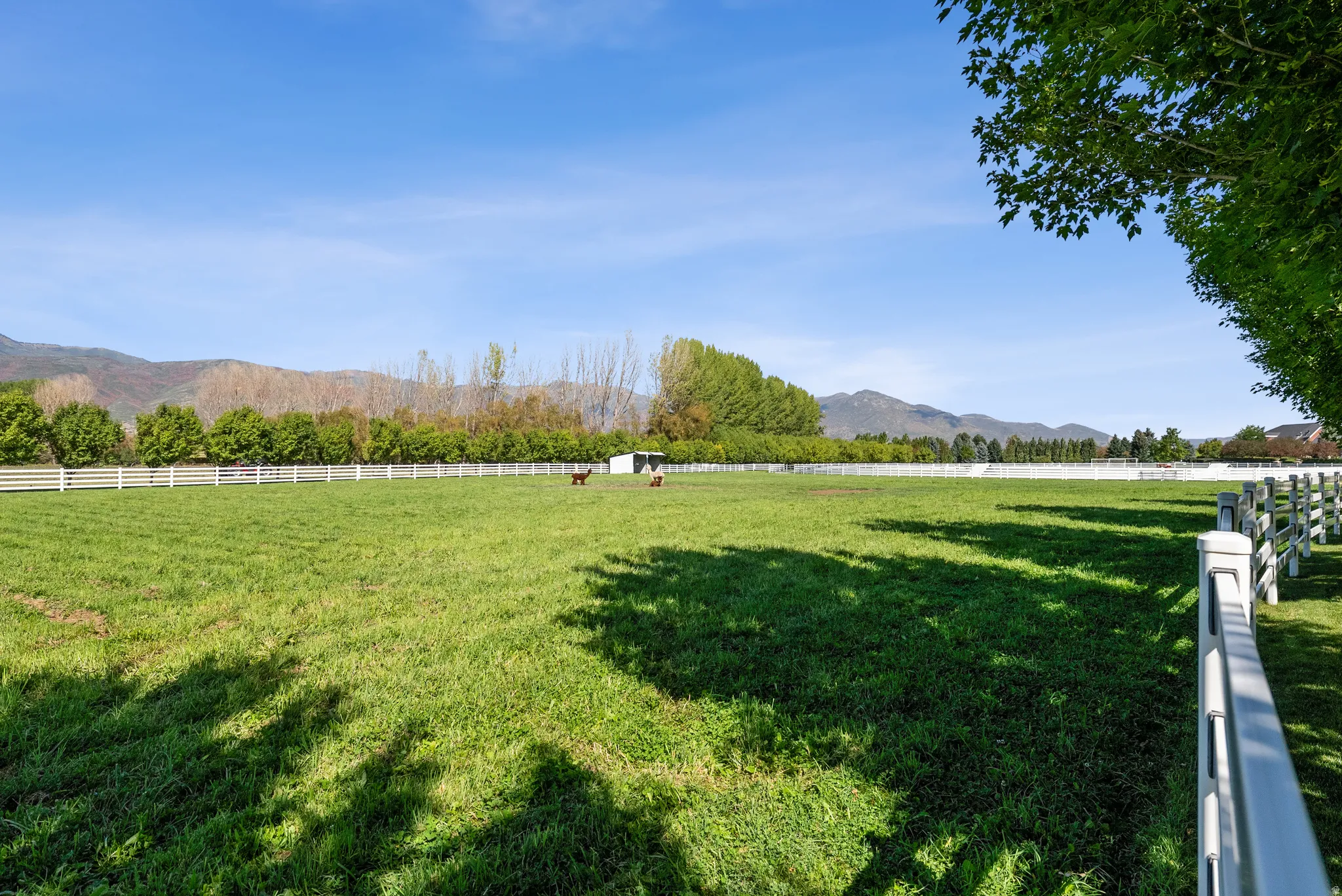 Expansive green pastures framed by white fencing and mature perimeter trees